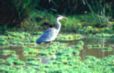 the grey heron has just caught a fish