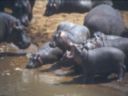 Jeunes hippopotames. Kenya