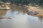Hippopotames dans la rivire Mara