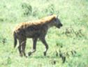 The spotted hyena escapes