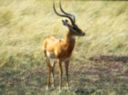 Gazelle impala