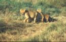 Deux lionceaux. Kenya