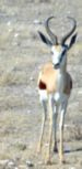 Male springbok