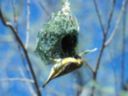 A Southern masked weaver is making its nest